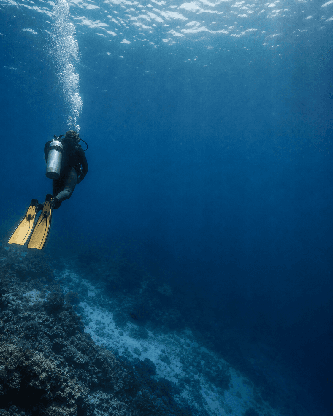 A scuba diver floats above a quiet reef.